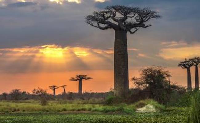 AVENUE OF THE BAOBABS