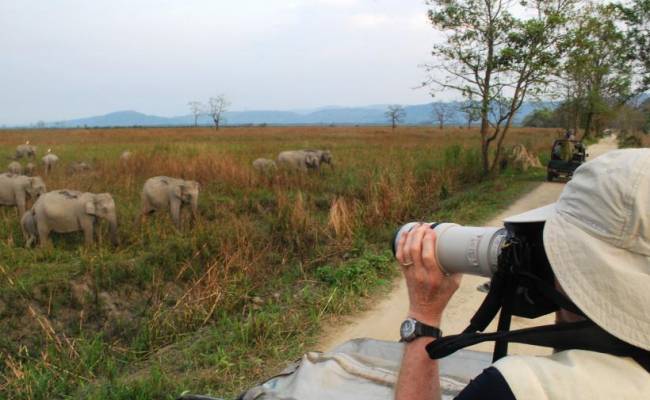 Photographing elephants on jeep safari in Kaziranga