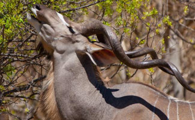 ZAMBEZI NATIONAL PARK