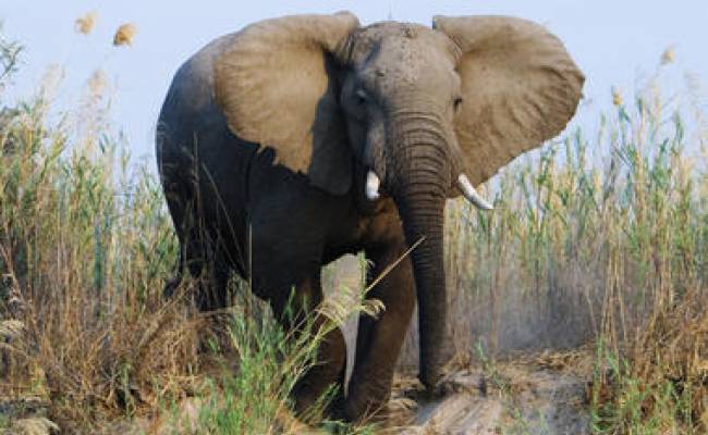 ZAMBEZI NATIONAL PARK