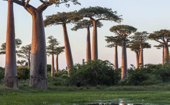 AVENUE OF THE BAOBABS