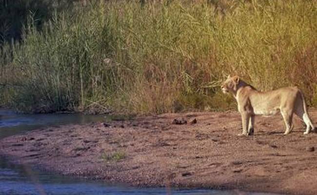 SABI SANDS PRIVATE GAME RESERVE