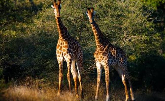 KRUGER PRIVATE RESERVES