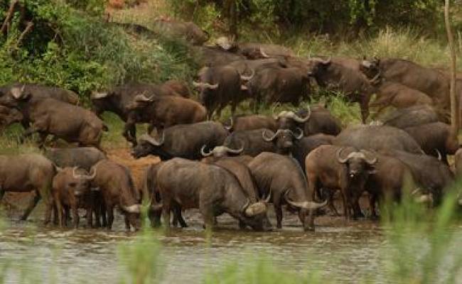 KRUGER PRIVATE RESERVES