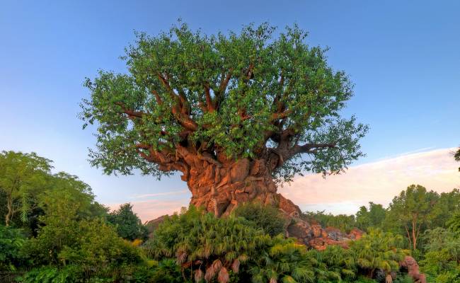 Tree of Life