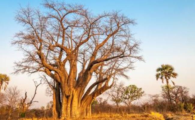 HWANGE NATIONAL PARK