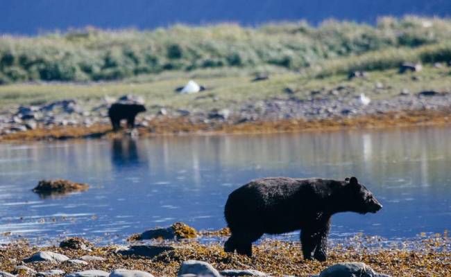 Alaska Grand Journey