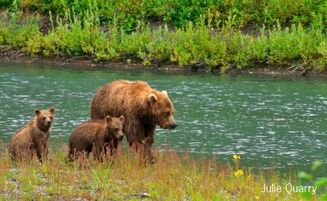 Alaska: Coast to Denali