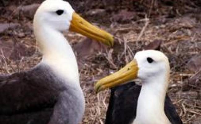 Galapagos Islands Voyage