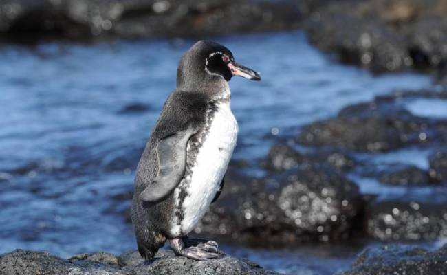 Galapagos Islands Voyage