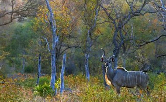 SABI SANDS PRIVATE GAME RESERVE